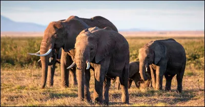 Quand on a des hallucinations, on peut dire que l'on voit des éléphants...