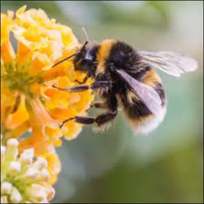 On recherche le prénom d'un célèbre humoriste :