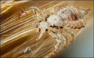 On recherche le prénom d'une célèbre humoriste :