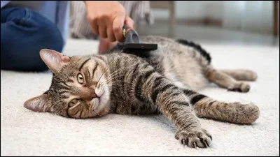 Ton pelage serait : (1)