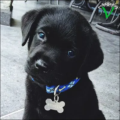 Comment trouves-tu cet animal ?