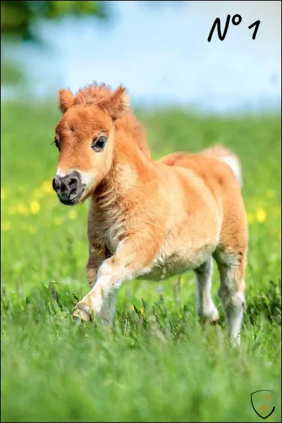 Comment trouves-tu cet animal ?