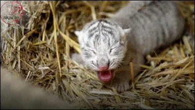 Comment trouves-tu cet animal ?