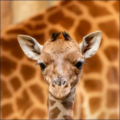 Comment trouves-tu cet animal ?