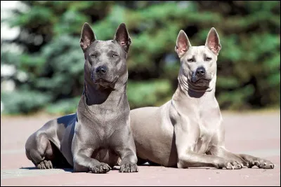 Quelle est cette race de chien ?
