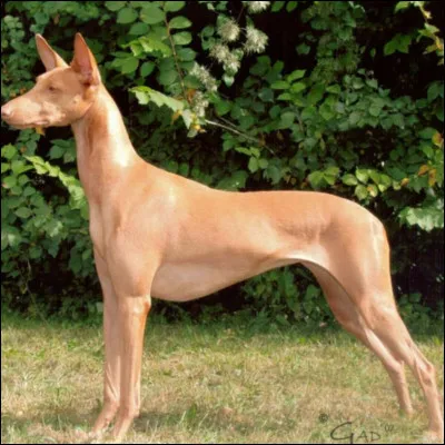 Quelle est cette race de chien ?