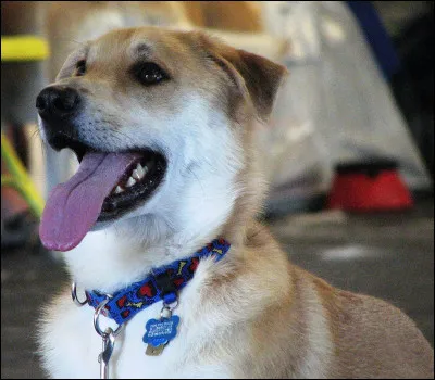 Quelle est cette race de chien ?