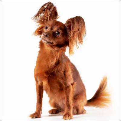 Quelle est cette race de chien ?