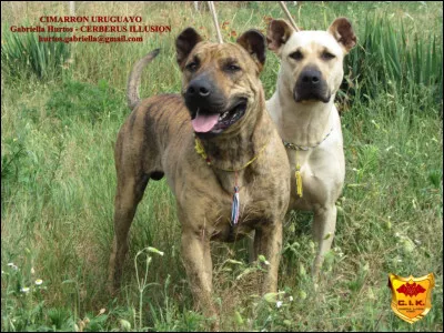 Quelle est cette race de chien ?