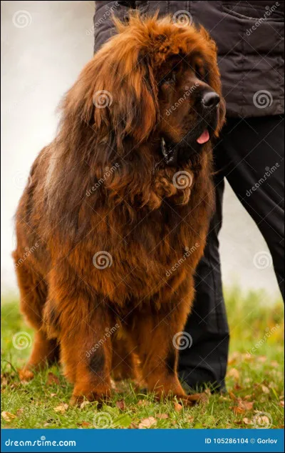 Quelle est cette race de chien ?