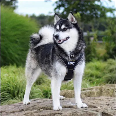 Quelle est cette race de chien ?