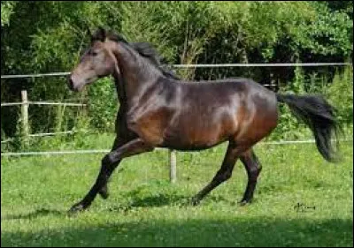 Tu préfères les chevaux :