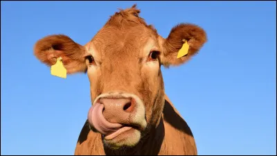 De quel dieu ou déesse est-ce un symbole ?