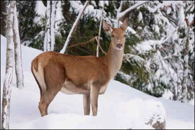 Un animal plus facile pour terminer : à qui est-il ?