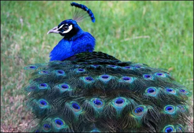 Et ce magnifique oiseau, à qui est-il ?