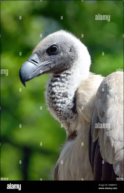 Et celui-ci (moins beau), qui en possède un ?