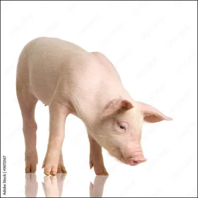 À qui appartient ce cousin de la question 5 ?