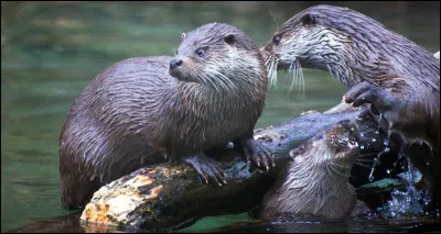 Jusqu'à quel âge peut-elle vivre ?