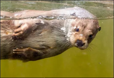 À quelle vitesse nage la loutre d'Europe ?