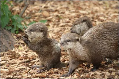 Combien peut-elle avoir de petits ?