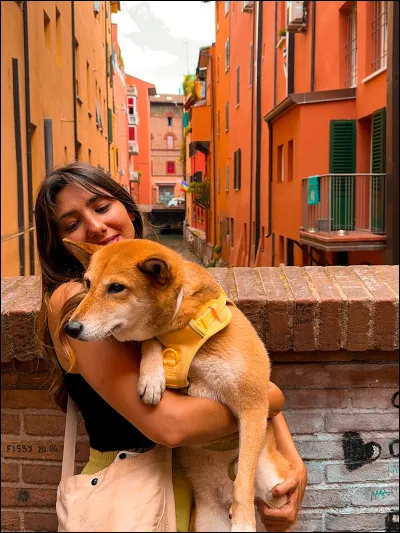 Les chiens sont tous poilus :