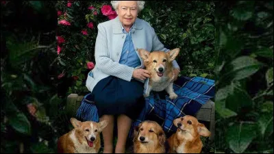 Les chiens de la reine d'Angleterre sont des teckels :