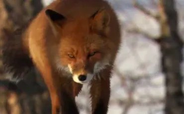 Quiz Animaux