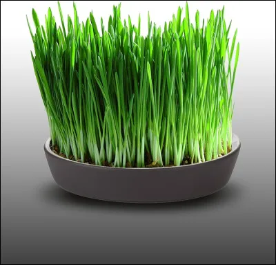 Quelle guérisseuse se réincarne ?