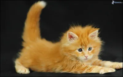 Finalement vous avez un chaton (femelle) ensemble. Comment aimerais-tu la nommer ?