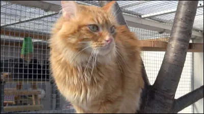 Un jour, ta fille s'aventure seule dans les bois et tu la retrouves blessée à la patte gauche. Que fais-tu ?