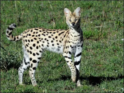 Animaux : Sur quel continent vit le serval ?