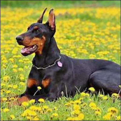 Quelle est cette race ?