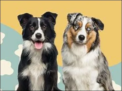 Quelles sont ces races ?
Deux réponses possibles !