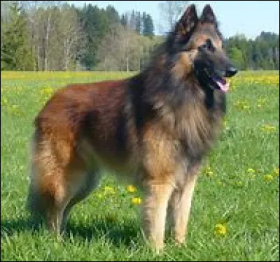 Quelle est cette race ?