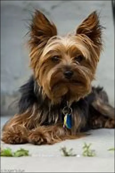 Quelle est cette race ?