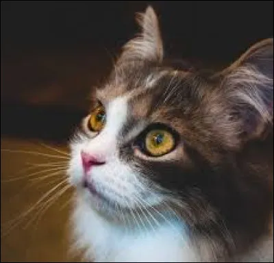 Au final, tu n'as rien eu le temps de faire que ton clan a d&eacute;j&agrave; remport&eacute; la victoire mais, &agrave; tes yeux, c'est une d&eacute;faite. Ta famille l'enterre dignement et comme compensation, toi et les autres apprentis &ecirc;tes d&eacute;sormais des guerriers. Maintenant tu te nommes Pelage de Crystal, tes amis : Patte Larmoyante et Queue de Loup, tes ennemis : Air Chaud et Vague de C&acirc;lins.