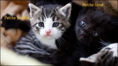 Apr&egrave;s pas mal de temps, tu deviens p&egrave;re de trois chatons adorables qui ont pour m&egrave;re Patte Larmoyante. L'une s'appelle Petite Brebis, l'autre Petite Lune et pour le dernier chaton, la d&eacute;cision du nom te revient. Il est toujours plein d'optimisme et n'abandonne ses projets que tr&egrave;s rarement. Alors, quel nom choisis-tu ?