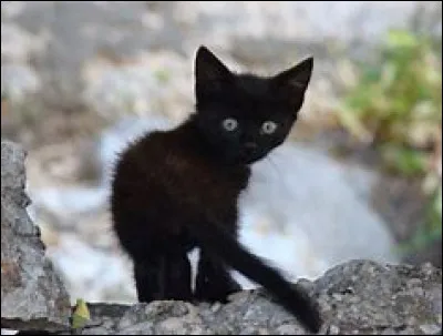 &Eacute;toile de Vip&egrave;re annonce donc que Queue de Loup serait le nouveau lieutenant. Bien s&ucirc;r, au fond de toi tu es d&eacute;&ccedil;u mais il reste ton ami. Tu apprends aussi que Vague de C&acirc;lins avait fui le clan pour vivre avec un chat solitaire. Les journ&eacute;es passent et se ressemblent jusqu'&agrave; ce que... tes chatons deviennent apprentis ! Et &agrave; ta plus grande joie, on te confie Nuage de Lune, ton premier apprenti !Que vas-tu lui enseigner ?