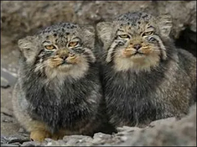 Apr&egrave;s peu, une tribu de chats solitaires rejoignirent le clan. Tous se m&eacute;fiaient d'eux comme de la peste, et ils eurent raison ! Car pendant la nuit, ils tu&egrave;rent Patte Larmoyante au nom d'un myst&eacute;rieux chef qui attendait des choses terribles de leur part. Ils furent donc bannis du clan et tes regrets &eacute;taient &eacute;ternels, tes chatons et toi lui firent une derni&egrave;re toilette puis l'enterr&egrave;rent.Que feras-tu ?