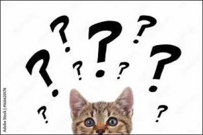 Tu vois tes chatons devenir guerriers, Griffe de Lune, Poitrail Gris et Poil de Brebis. Les lunes passent et tu es reconnu pour ton sens de la loyaut&eacute; et de la bienveillance, et tu es finalement sacr&eacute; ancien. Es-tu content de ton parcours ?