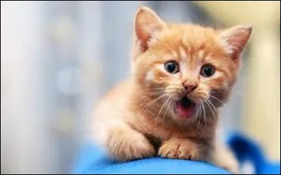 Finalement, tu t'entends tr&egrave;s bien avec Petit Air et vous vous consid&eacute;rez comme fr&egrave;re et s�ur. Mais Petit Air est espi&egrave;gle et d&eacute;cide de faire une farce aux anciens pour leur faire peur. Comment r&eacute;agis-tu ?