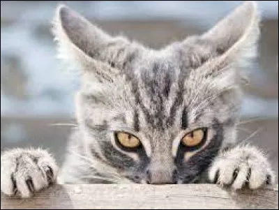 Toi et les autres, vous &ecirc;tes enfin apprentis et ton mentor est la plus jeune guerri&egrave;re, nomm&eacute;e Poil du Jour. Tu ne peux pas t'emp&ecirc;cher d'&eacute;prouver de la jalousie pour Nuage de C&acirc;lin qui a eu le chef pour mentor !