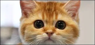 Il se trouve que tu t'entends tr&egrave;s bien avec ton mentor et que tu poss&egrave;des un don pour la chasse. Ton entra&icirc;nement va donc tr&egrave;s vite et tu y consacres tant de temps que tu n'as plus un seul moment de libre &agrave; partager avec Nuage d'Air qui te fait la t&ecirc;te. De son c&ocirc;t&eacute;, Nuage de C&acirc;lin est un chaton beaucoup moins prometteur et tr&egrave;s paresseux... Un matin, ton mentor est malade, que fais-tu ?