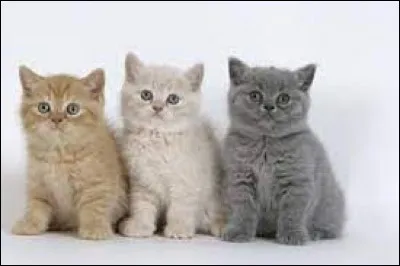 Finalement, Nuage de C&acirc;lin pique ta place et tu remarques &eacute;galement qu'il a l'air de particuli&egrave;rement bien s'entendre avec Nuage d'Air, tra&icirc;tre ! Mais au moins, pendant leur absence, tu as pu te reposer et voir Poil du Jour reprendre des forces. Une douce joie t'envahit et tu d&eacute;cides d'oublier pour de bon Nuage d'Air et Nuage de C&acirc;lin qui &eacute;taient partis, pour faire connaissance avec Nuage Larmoyant.