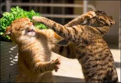 Vous formez vite une petite bande entre toi, Nuage Larmoyant et Nuage de Loup ! Au retour du chef et des deux autres chats, votre &Eacute;toile saute sur le promontoire et d&eacute;clare qu'il a eu une vision atroce et que le clan allait devoir attaquer le clan de la Rivi&egrave;re et qu'il allait avoir besoin des meilleurs assaillants ! Contre ce que tu imaginais, tous les apprentis ont l'air partant.