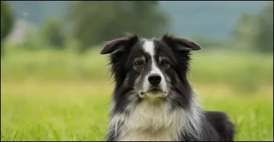 Le Rabicano rouge est un...