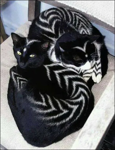 LHimalayen est un...