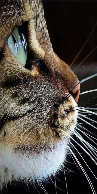 Le Sokoké est un...