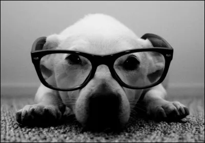 Le Sorraia est un...