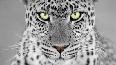 Le Clumber Spaniel est un...